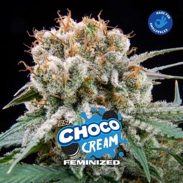 Choco Cream graines > BSF Seeds | Graines Féminisées  |  Hybride